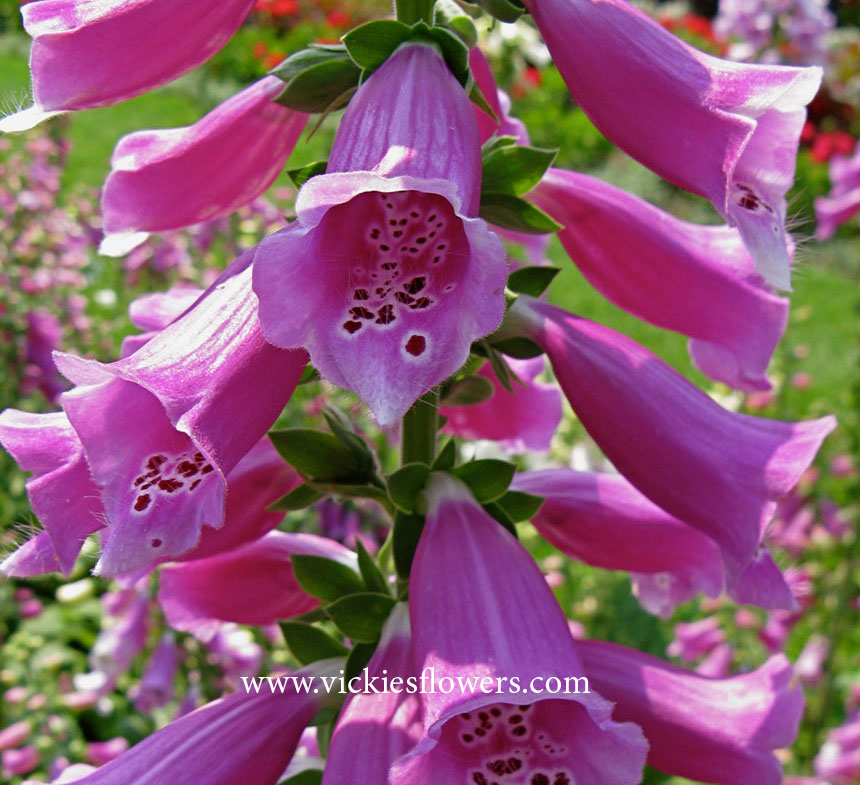 Images of Flowers and Plants That Can Cause Illness or Death In Dogs