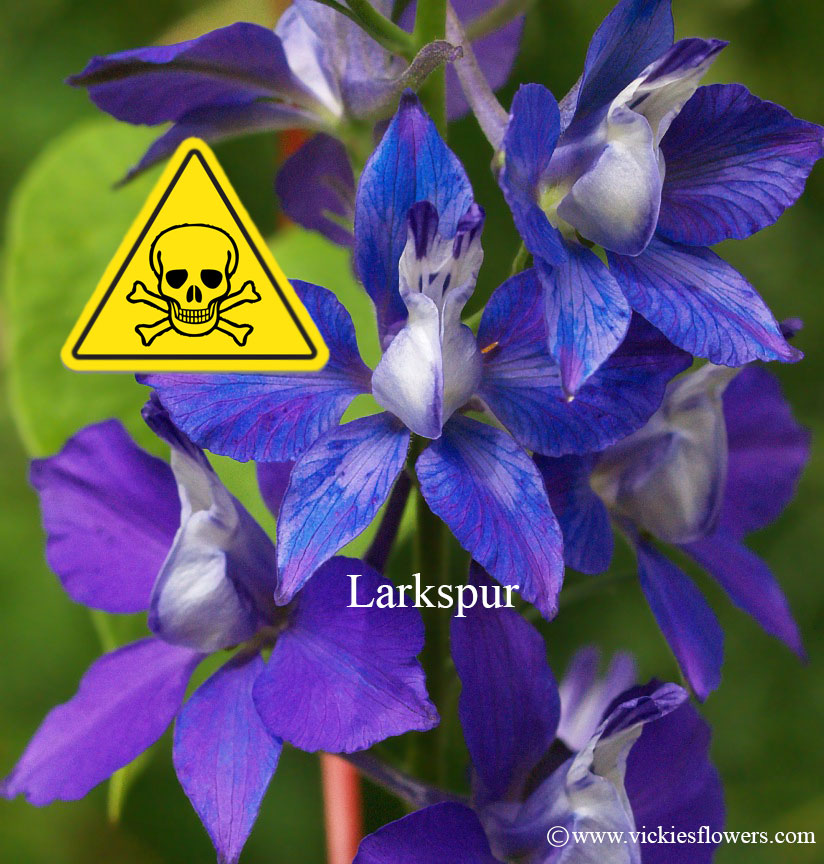 Images of Flowers and Plants That Can Cause Illness or Death In Dogs and Cats Vickie's Flowers